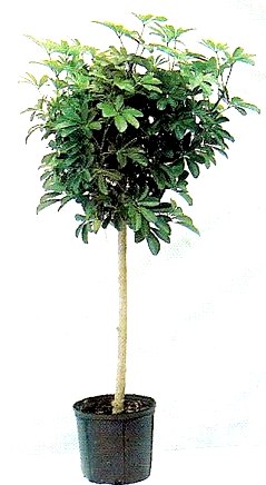 10" Arboricola Bush
